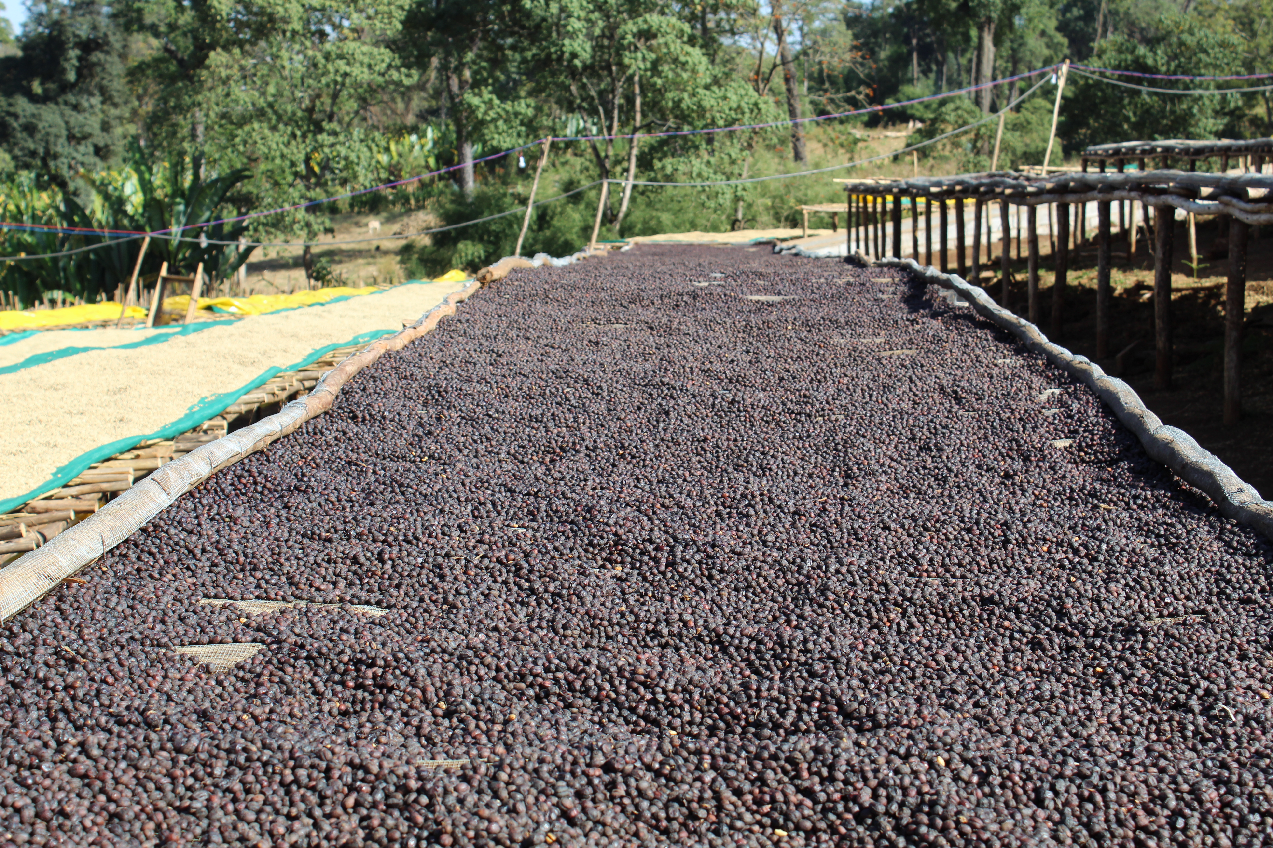 Senna Katta Decaf