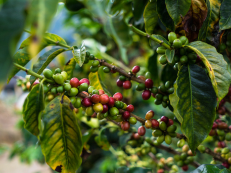  La Ermita Microlot