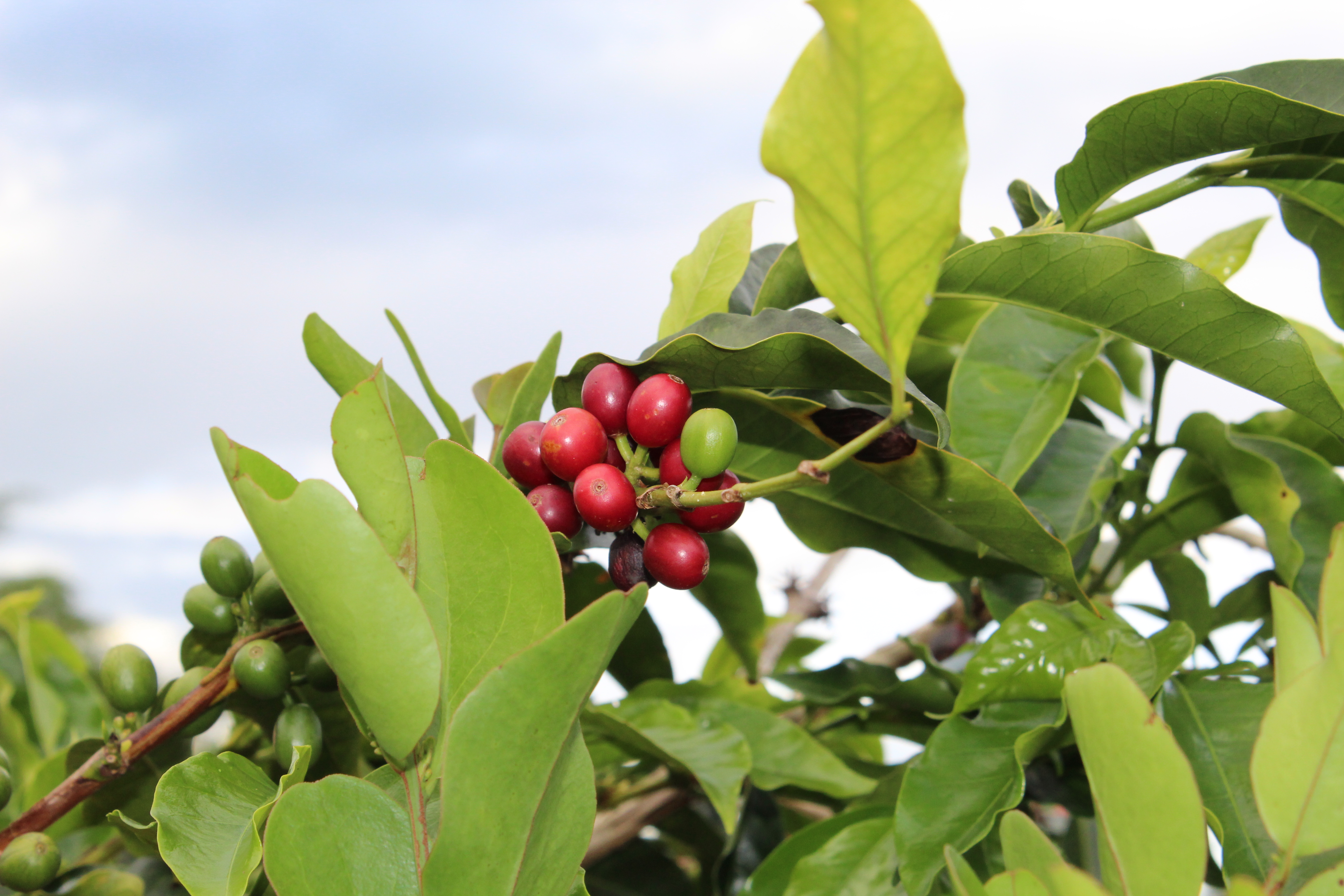 Bomba de Fruta