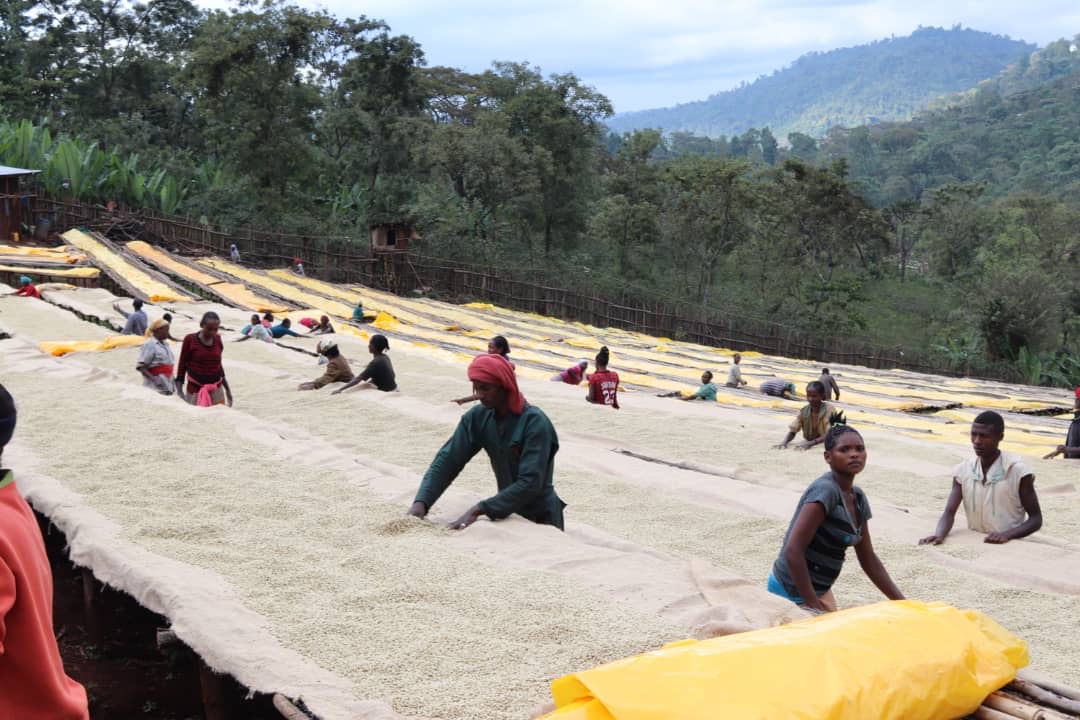 Nensebo Refisa