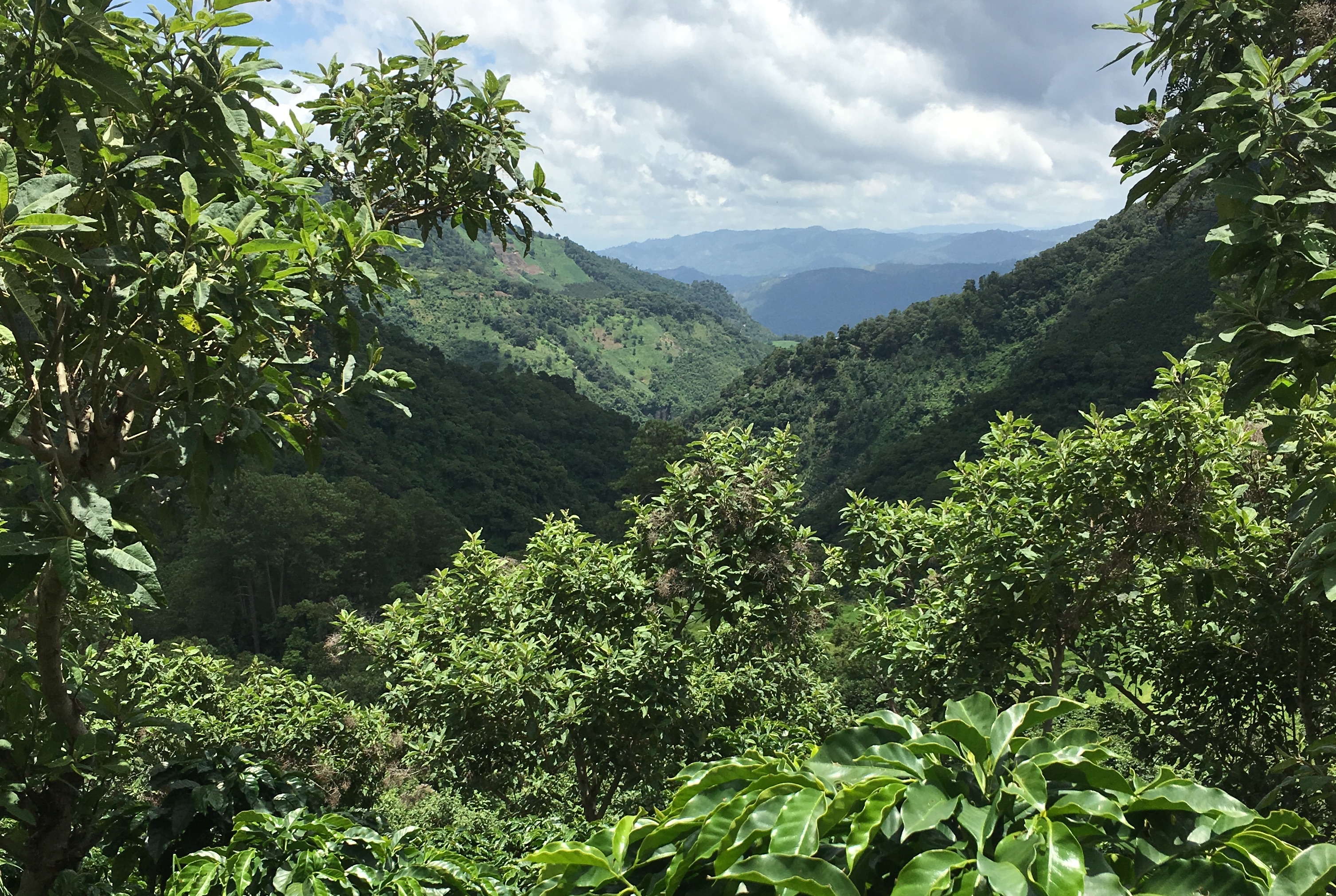 El Socorro Pacamara