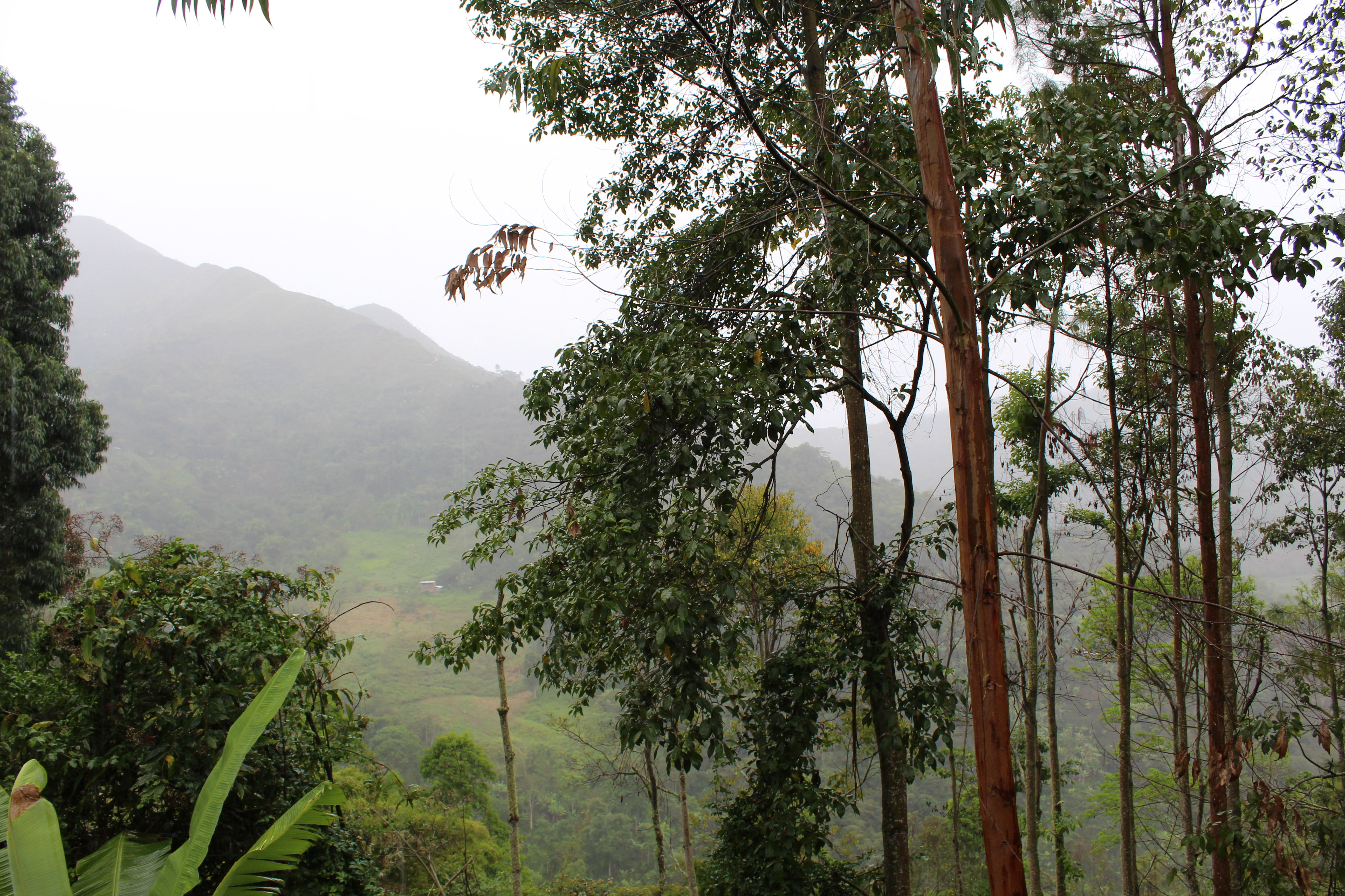 Vista Alegre
