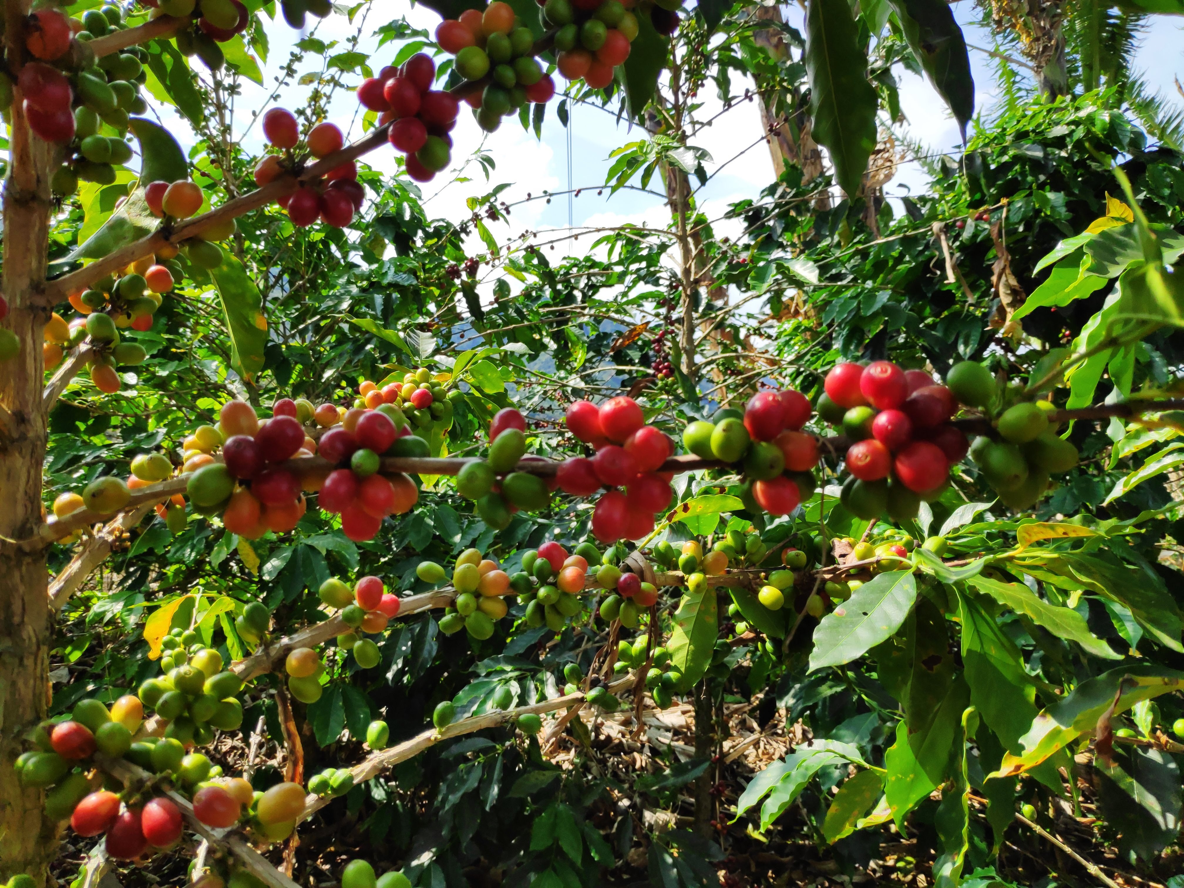 Risaralda DECAF