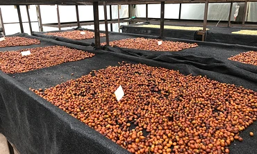 Fresno Decaf - single origin coffee