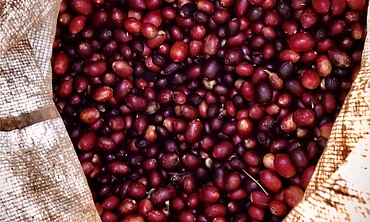 El Vergel - single origin coffee