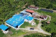 Natural Guamo image 7