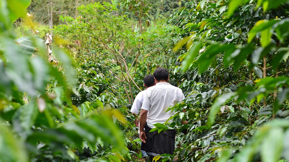 Classic: Rayos Del Sol