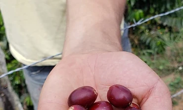Huila Pacamara