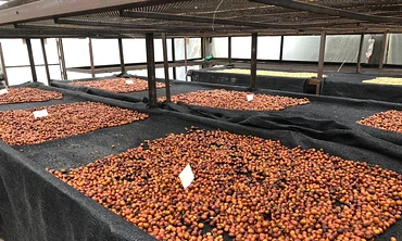 Fresno Decaf