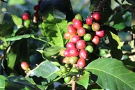 Chirosos de San Carlos '26 image 1