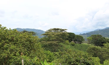 Papayo