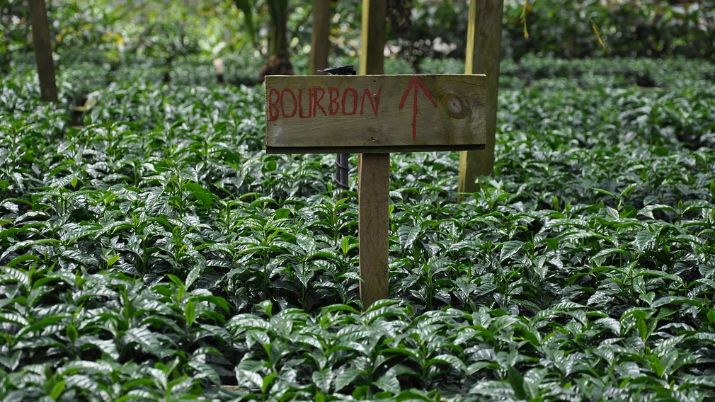 Classic: Santa Julia