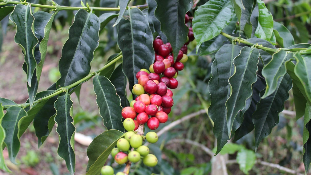 Tasting Series: Los Alpes