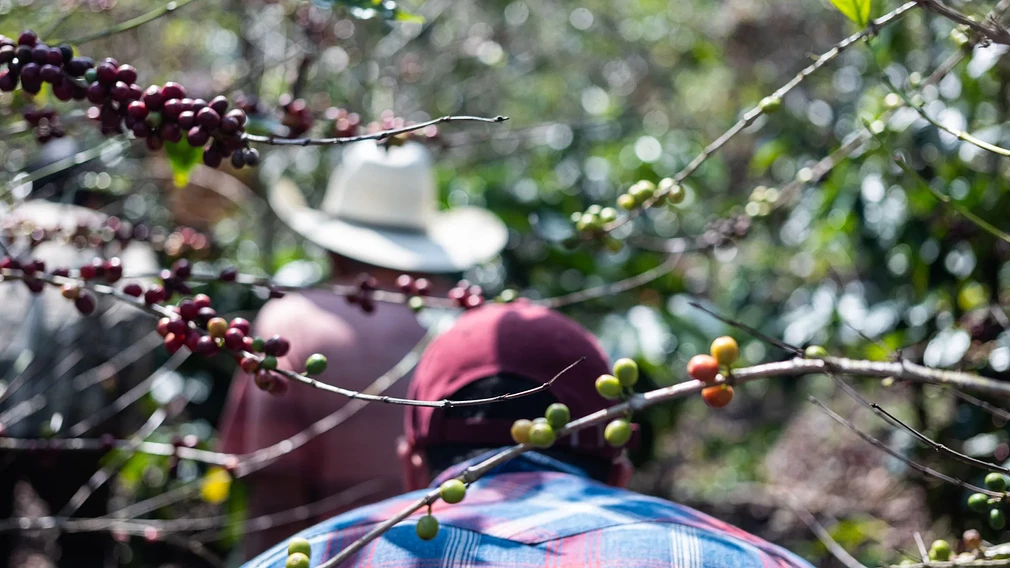 Fincas Las Chicharras