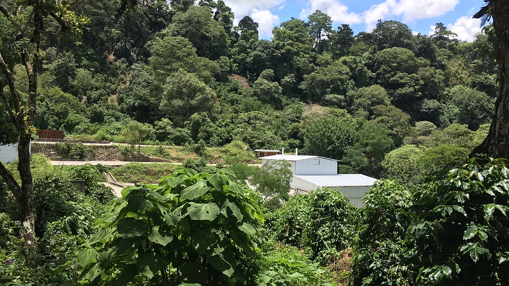 Tasting Series: El Socorro Geisha