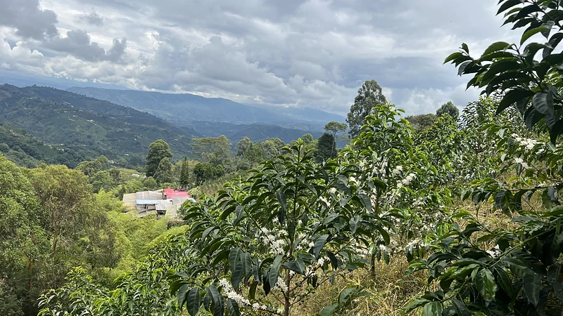 TS: El Diviso - Lot #1