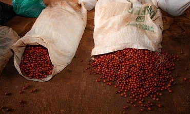 Kiamabara
