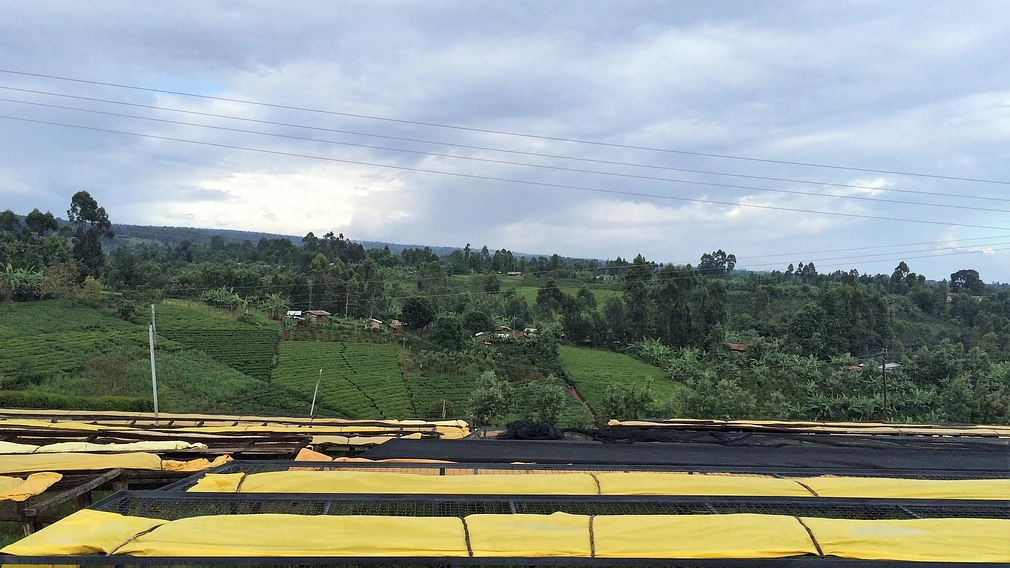 Tasting Series: Muchagara AA