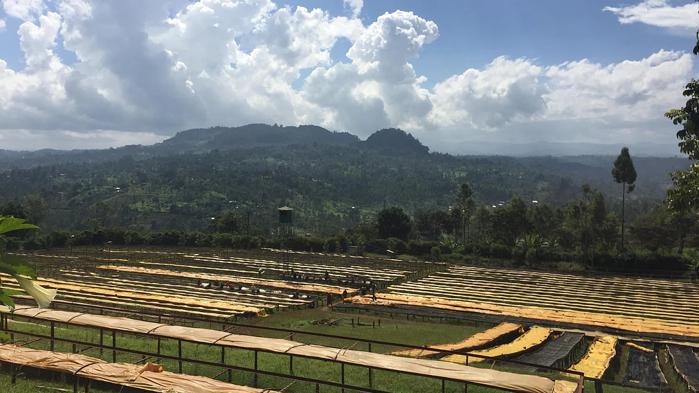 Tasting Series: Gatomboya AA