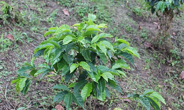 Santa Elena #3