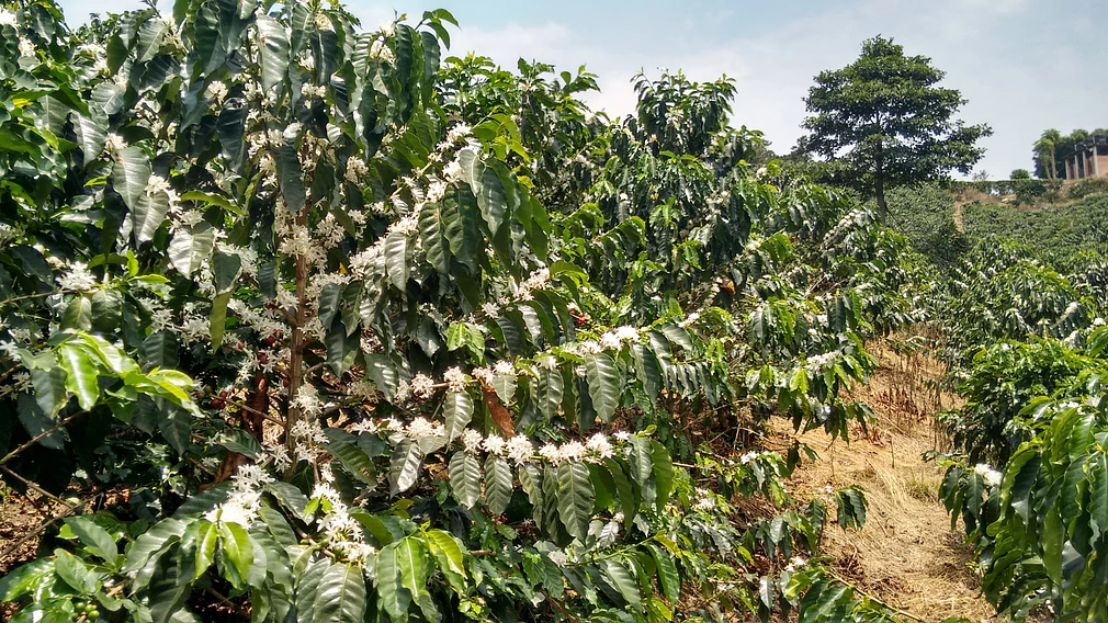 Ethiopia Bombe Washed 