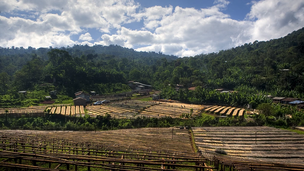 Aroresa - Ethiopia Sidama