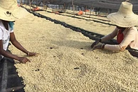 Banko Taratu image 3