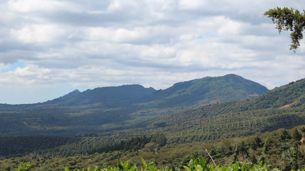 Tasting Series: Lasso Geisha