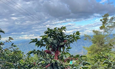 Makonga Peaberry