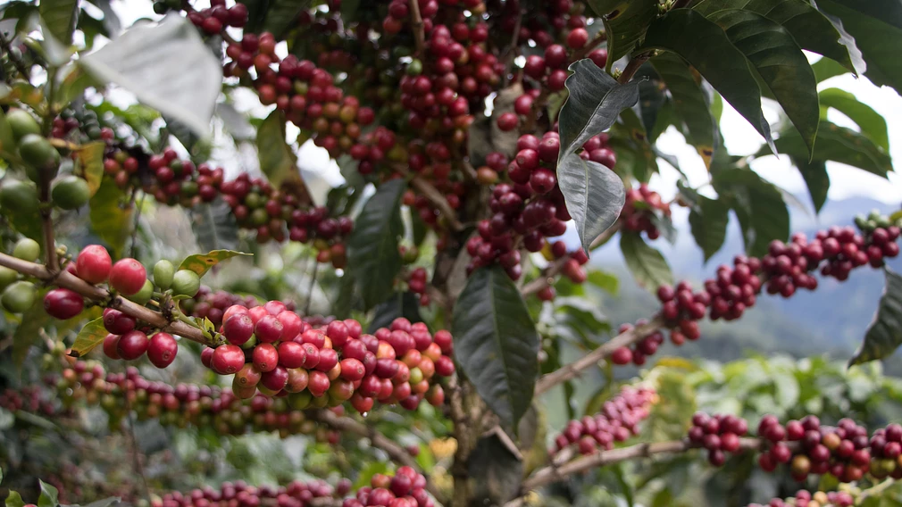 Classic: Mujeres Tolima