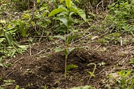 Natural Guamo image 1