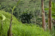 Natural Guamo image 2