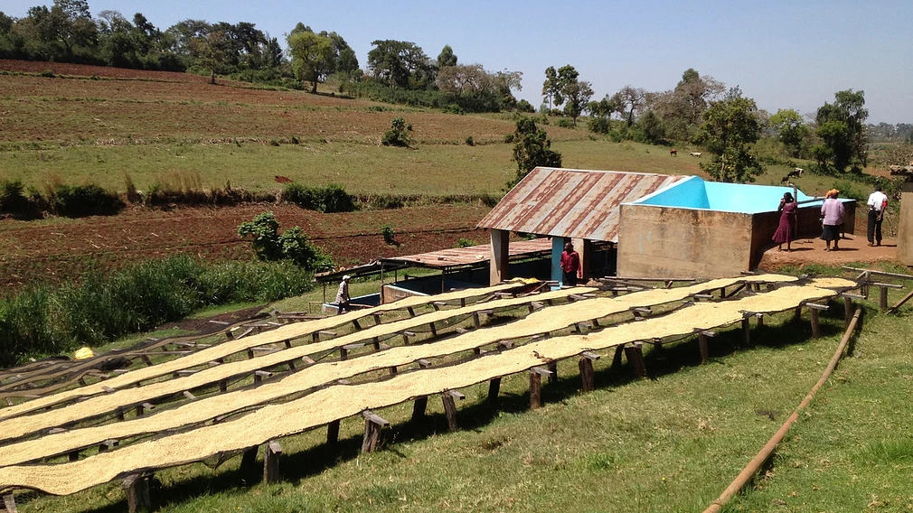 Tasting Series: Kiangoi